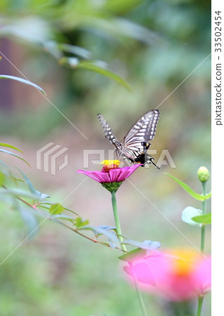 Swallowtail butterfly 33502454