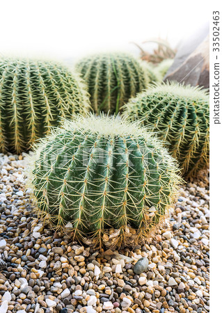 golden ball cactus- echinocactus grusonii golden ball cactus- echinocactus grusonii 33502463