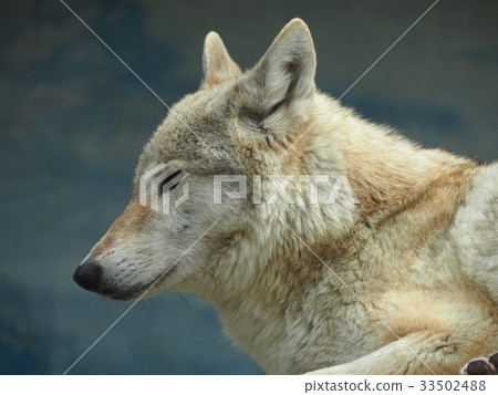 Wolf  33502488