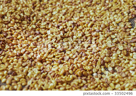 coffee beans drying in the sun coffee beans drying in the sun 33502496