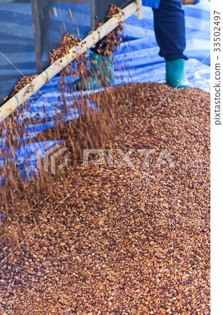 coffee beans falling from rack with motion blur coffee beans falling from rack with motion blur 33502497