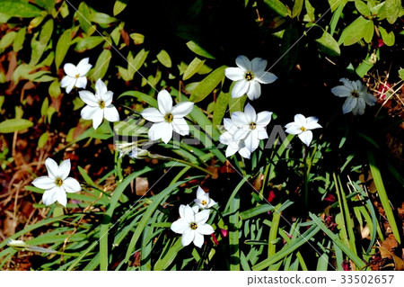 Flowering plant of Mitaka flower 33502657