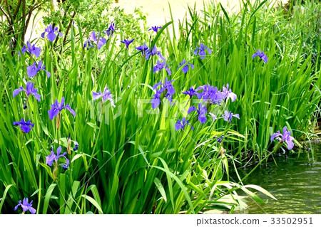 The flower of the purple flower blooming in the park adjacent to the Mitaka Sengawa River plant 33502951
