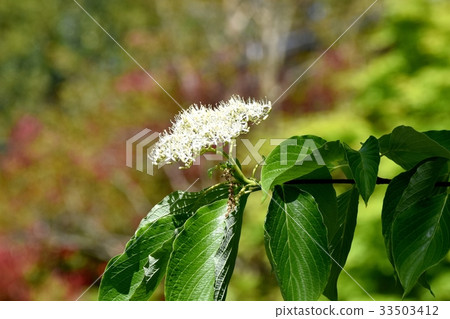 三鷹花植物開花在三鷹Sengawa相鄰公園的白色狐尾花 33503412