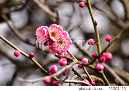 開花在三鷹中原的Koi花 33503413