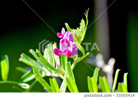 Pea flower blooming in Mitaka Nakahara 33503414