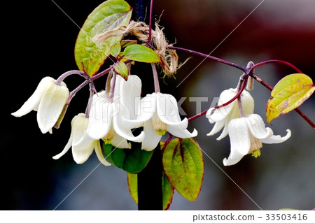 White Clematis Blooming in Mitaka Nakahara (Improved species of the original species Hansho-zuru) 33503416