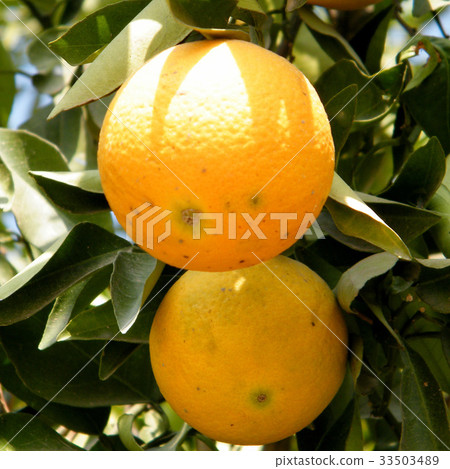 Neve Monosson Two Oranges 2010 33503489