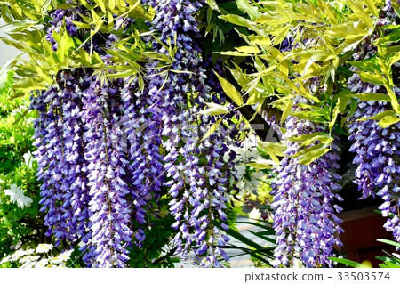 三鷹花植物富士花盛開在三鷹森川木板路上 33503574