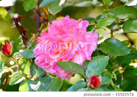 Flower of Mitaka flower plant Rose of Anne Frank blooming in Mitaka Sengawa Park 33503578