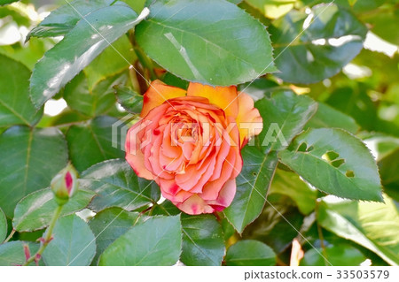 Flower of Mitaka flower plant Rose of Anne Frank blooming in Mitaka Sengawa Park 33503579