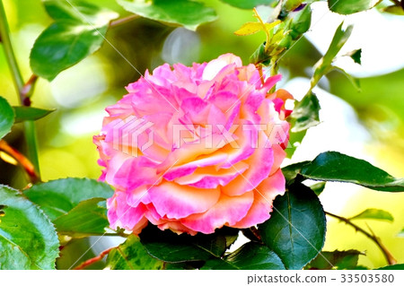 三鷹花植物花開花在三鷹Sengawa公園的安妮弗蘭克 三鷹花植物花開花在三鷹Sengawa公園的安妮弗蘭克 33503580