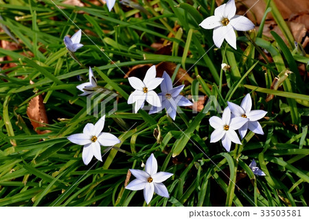 三鷹花植物三鷹森川公園開花植物 三鷹花植物三鷹森川公園開花植物 33503581