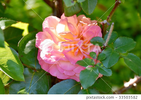 Flower of Mitaka flower plant Rose of Anne Frank blooming in Mitaka Sengawa Park 33503582