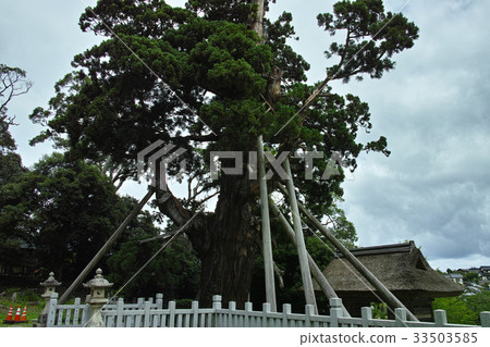 Eight hundred cedars of Tamawaka Venetian Shrine after Oki Island 33503585