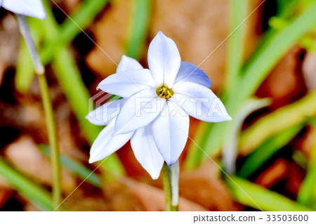 Flowering plant of Mitaka flower plant Mitaka Sengawa Park Flowering plant of Mitaka flower plant Mitaka Sengawa Park 33503600