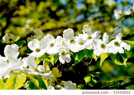 White dogwood blooming in Mitaka Nakahara White dogwood blooming in Mitaka Nakahara 33503602