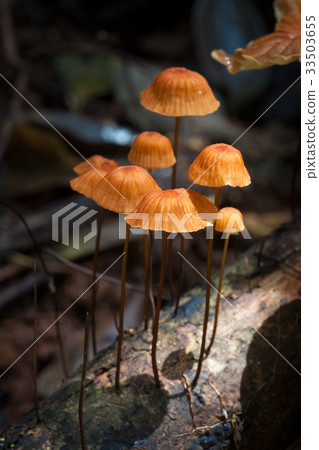 orange mushrooms in rainforest on national park 33503655
