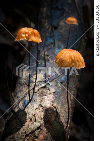 orange mushrooms in rainforest on national park 33503656
