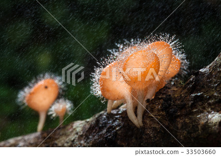 Fungi cup on decay wood with rain, in rainforest 33503660