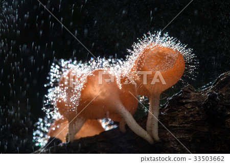 Fungi cup on decay wood with rain, in rainforest Fungi cup on decay wood with rain, in rainforest 33503662