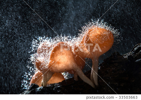 Fungi cup on decay wood with rain, in rainforest 33503663