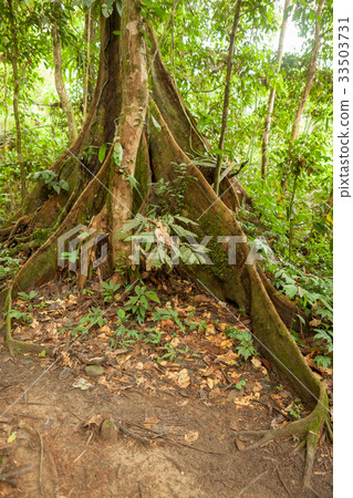 Buttress tree roots in rainforest Buttress tree roots in rainforest 33503731