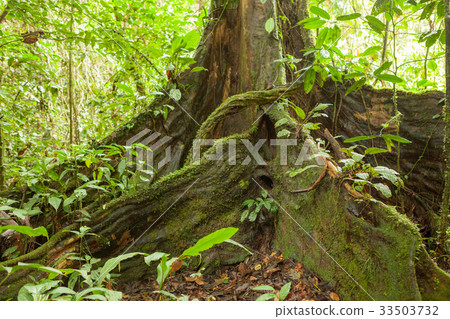 Buttress tree roots in rainforest Buttress tree roots in rainforest 33503732