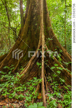 Buttress tree roots in rainforest 33503736