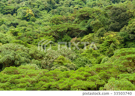 Lush rainforest canopy Monteverde Costa Rica 33503740
