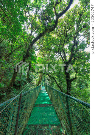 Suspension bridge in rainforest 33503747