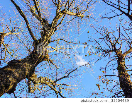 Dried tree under the blue sky at forest 33504489