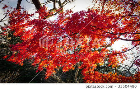 Autumn scenery in Nikko, Japan 33504490