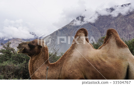 Rare two-humped camels in Nubra Valley, India 33504767