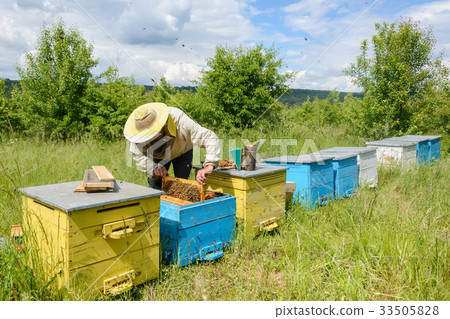 The beekeeper works on an apiary. Apiary. 33505828
