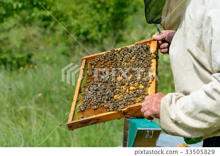 The beekeeper works on an apiary. A honeycomb with 33505829