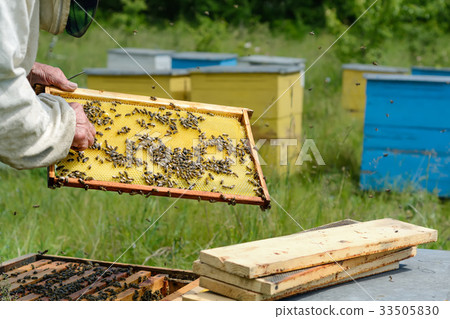 The beekeeper works on an apiary. Apiary. 33505830