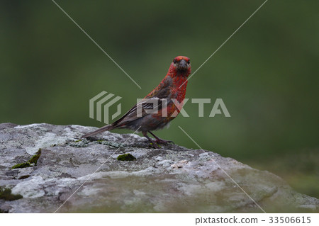 North Ginzan Mashiko 33506615