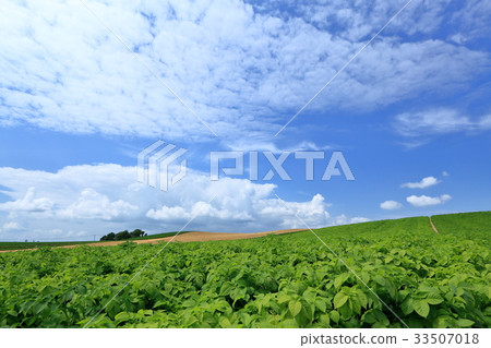 北海道在夏天 33507018