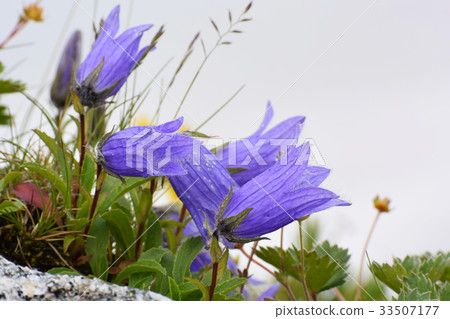 Alpine plants of the Japanese Alps Alpine plants of the Japanese Alps 33507177