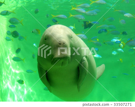 Dugong in Toba Aquarium, dugong swimming with small fish, Serena in Toba Aquarium 33507271