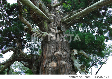 Eight hundred cedars of Tamawaka Venetian Shrine after Oki Island Eight hundred cedars of Tamawaka Venetian Shrine after Oki Island 33507374