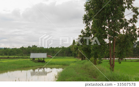 Green rice field in rural Thailand  33507578