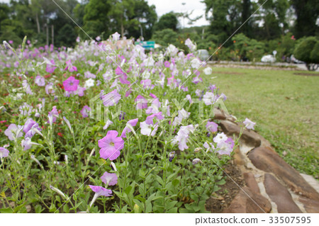 Petunia flower Petunia flower 33507595