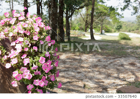 Petunia flower 33507640