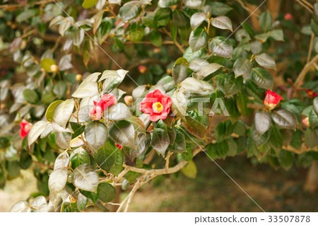 茶花 33507878