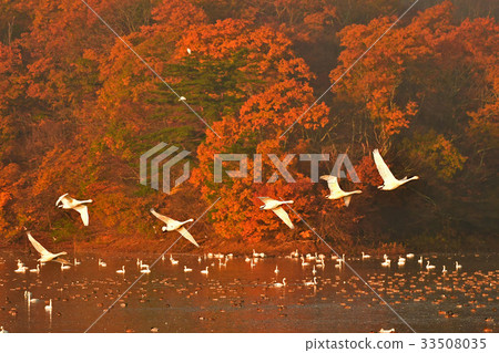 鶴岡Shimoike的天鵝 33508035