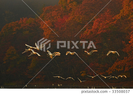 鶴岡Shimoike的天鵝 33508037