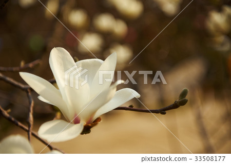 magnolia magnolia 33508177
