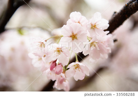 Cherry Blossom 33508288